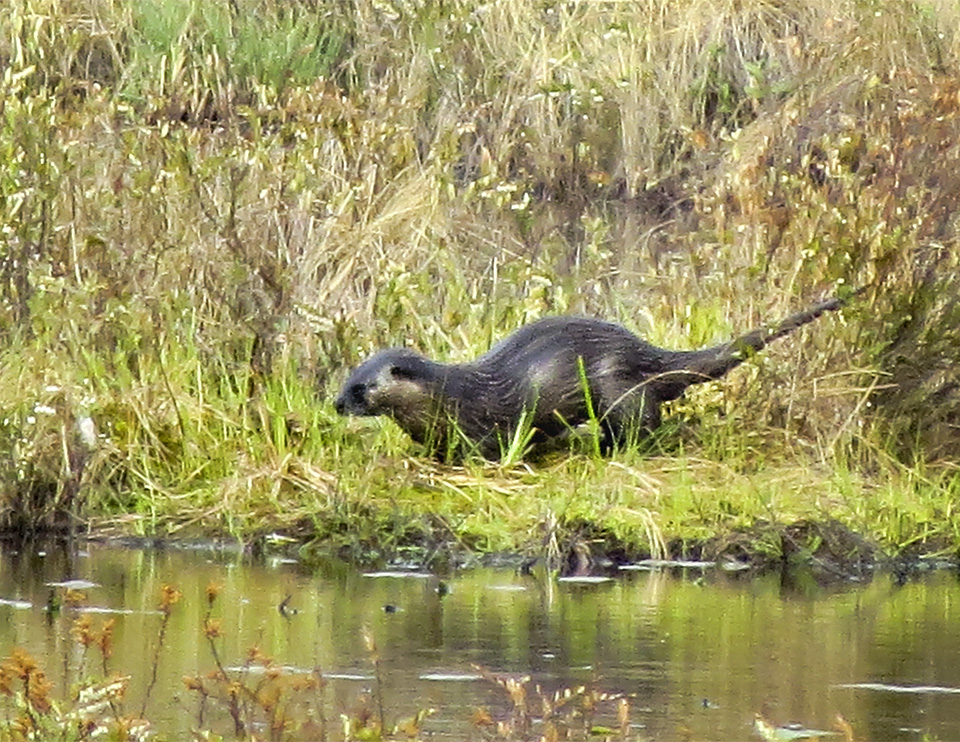 Mammals of the Adirondack Park: North American River Otter scent marking her territory on Heron Marsh at the Paul Smiths VIC (9 May 2015). Click for a larger image, opening in a new window. Mammals of the Adirondack Park: North American River Otter scent marking her territory on Heron Marsh at the Paul Smiths VIC (9 May 2015).