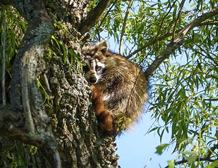 Mammals of the Adirondack Park: Raccoon (Procyon lotor) at the Cemetery Road Wetlands (16 June 2020). Click for a larger image, opening in a new window. Mammals of the Adirondack Park: Raccoon (Procyon lotor) at the Cemetery Road Wetlands (16 June 2020).