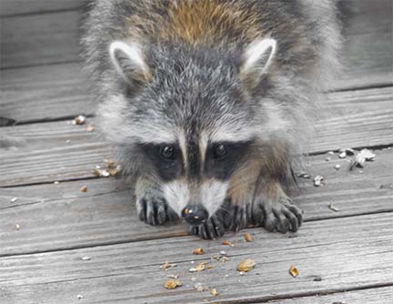 Mammals of the Adirondack Park: Raccoon (Procyon lotor) near Craig Wood Golf Course, Lake Placid (26 June 2014). Click for a larger image, opening in a new window. Mammals of the Adirondack Park: Raccoon (Procyon lotor) near Craig Wood Golf Course, Lake Placid (26 June 2014).