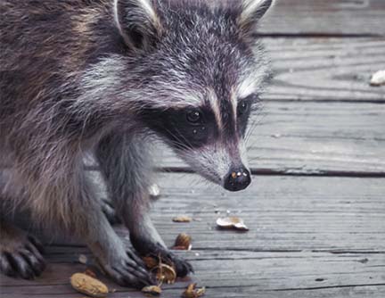 Mammals of the Adirondack Park: Raccoon (Procyon lotor) near Craig Wood Golf Course, Lake Placid (26 June 2014). Click for a larger image, opening in a new window. Mammals of the Adirondack Park: Raccoon (Procyon lotor) near Craig Wood Golf Course, Lake Placid (26 June 2014).