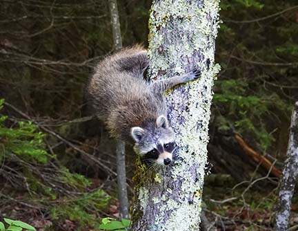 Mammals of the Adirondack Park: Raccoon (Procyon lotor) near the Ski Slope on the Heart Lake Trail (8 June 2020). Click for a larger image, opening in a new window. Mammals of the Adirondack Park:Raccoon (Procyon lotor) near the Ski Slope on the Heart Lake Trail (8 June 2020).