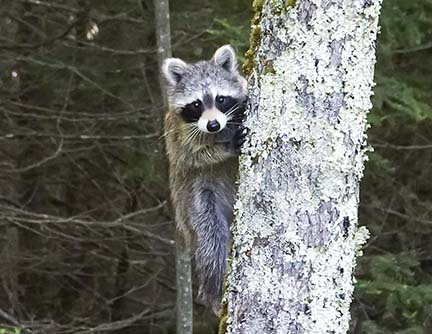 Mammals of the Adirondack Park: Raccoon (Procyon lotor) near the Ski Slope on the Heart Lake Trail (8 June 2020). Click for a larger image, opening in a new window. Mammals of the Adirondack Park:Raccoon (Procyon lotor) near the Ski Slope on the Heart Lake Trail (8 June 2020).