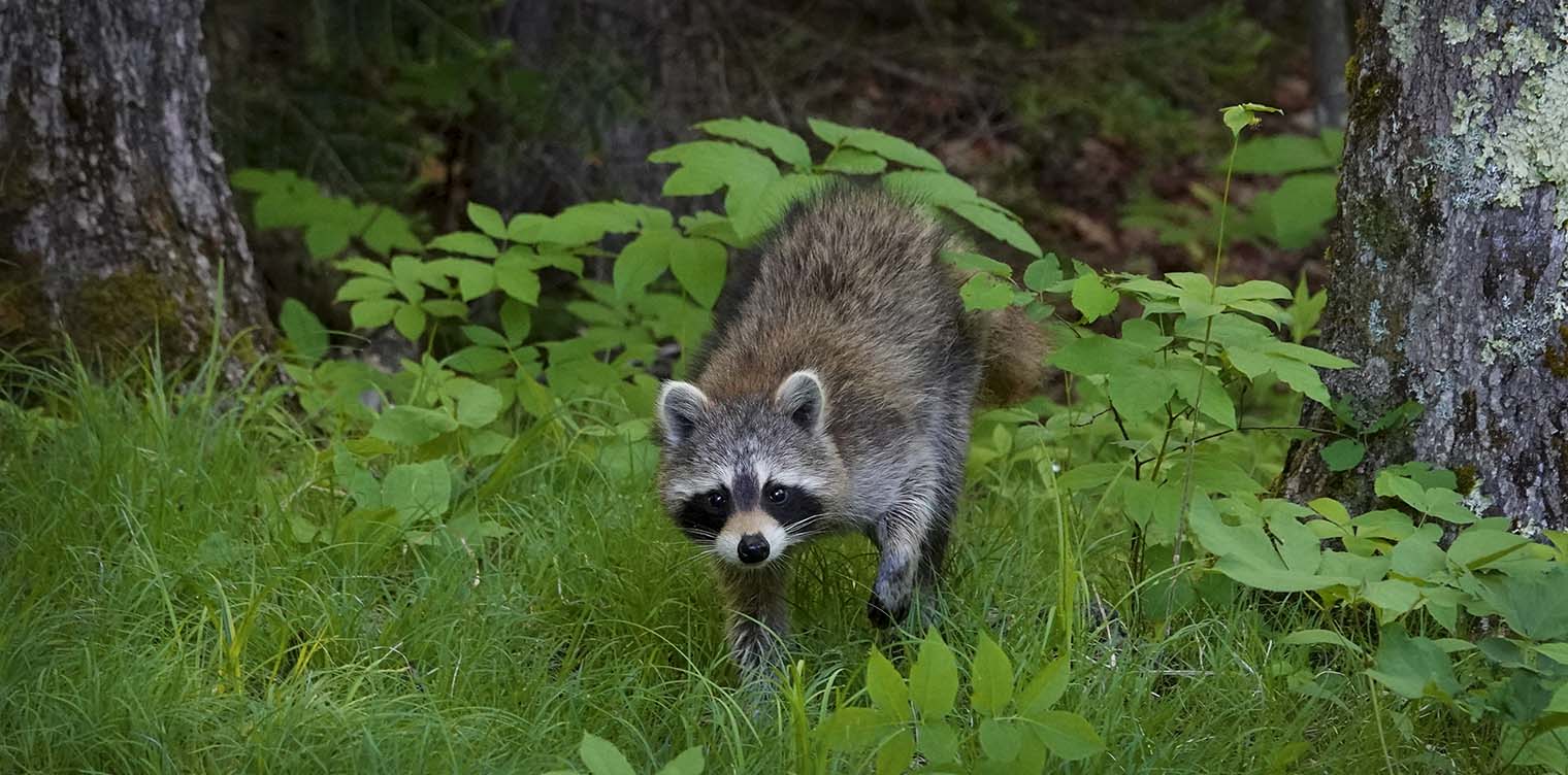 Mammals of the Adirondack Park: Raccoon (Procyon lotor) near the Ski Slope on the Heart Lake Trail (8 June 2020). Click for a larger image, opening in a new window. Mammals of the Adirondack Park: Raccoon (Procyon lotor) near the Ski Slope on the Heart Lake Trail (8 June 2020).