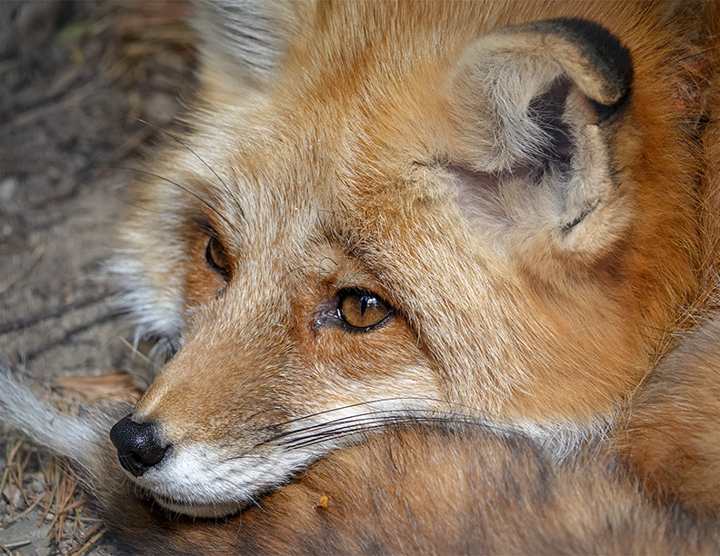 Mammals of the Adirondack Park: Red Fox (Vulpes vulpes) at the Adirondack Wildlife Refuge (25 May 2018). Click for a larger larger image, opening in a new window. Mammals of the Adirondack Park: Red Fox (Vulpes vulpes) at the Adirondack Wildlife Refuge (25 May 2018).