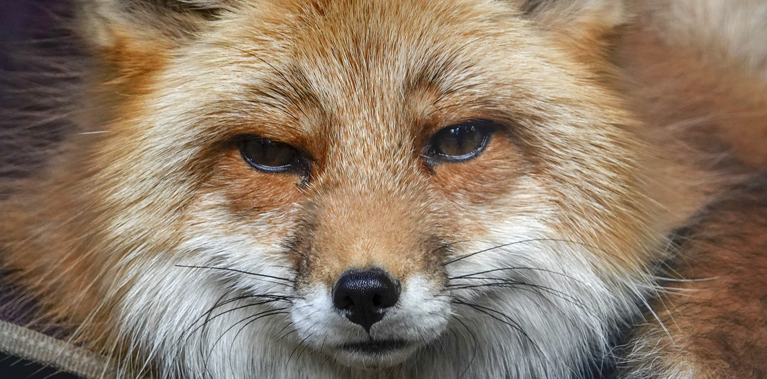 Adirondack Mammals: The Adirondack Wildlife Refuge is the best place in the Park to learn about Adirondack mammals and birds of prey. The Center cares for disabled animals that cannot be returned to the wild, including Pippin, a Red Fox. Red Fox (Vulpes vulpes) at the Adirondack Wildlife Refuge & Rehabilitation Center, 15 May 2018. Adirondack Mammals: The Adirondack Wildlife Refuge is the best place in the Park to learn about Adirondack mammals and birds of prey. The Center cares for disabled animals that cannot be returned to the wild, including Pippin, a Red Fox. Red Fox (Vulpes vulpes) at the Adirondack Wildlife Refuge & Rehabilitation Center, 15 May 2018.