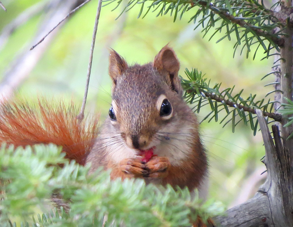 Mammals of the Adirondack Park: Red Squirrel (Tamiasciurus hudsonicus) on the Barnum Brook Trail (27 June 2015). Click for a larger image, opening in a new window. Mammals of the Adirondack Park: Red Squirrel (Tamiasciurus hudsonicus) on the Barnum Brook Trail (27 June 2015).