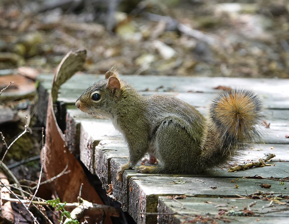 Adirondack Mammals: Red Squirrel on the Black Pond Trail at the Paul Smith's College VIC (2 June 2018). Click for a larger image, opening in a new window. Adirondack Mammals: Red Squirrel on the Black Pond Trail at the Paul Smith's College VIC (2 June 2018).