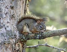 Adirondack Mammals: Red Squirrel (Tamiasciurus hudsonicus) on the Bloomingdale Bog Trail (26 September 2020).