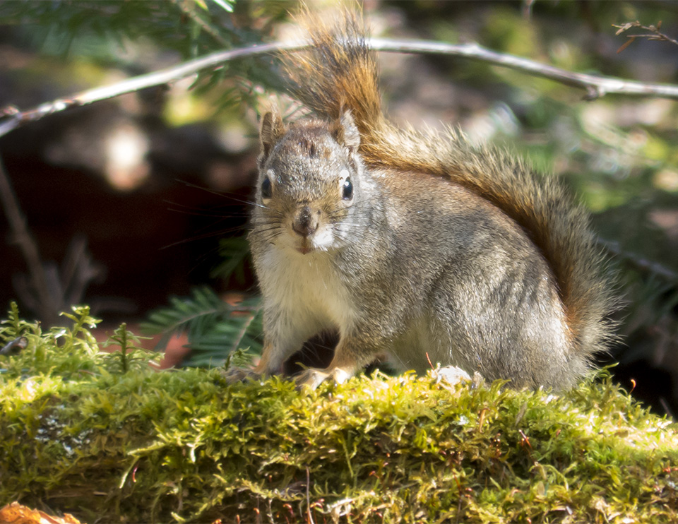 Mammals of the Adirondack Park: Red Squirrel (Tamiasciurus hudsonicus) on Boreal Life Trail (7 May 2014). Click for a larger image, opening in a new window. Mammals of the Adirondack Park: Red Squirrel (Tamiasciurus hudsonicus) on Boreal Life Trail (7 May 2014).
