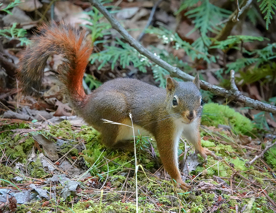 Mammals of the Adirondack Park: Red Squirrel (Tamiasciurus hudsonicus) on the Heart Lake Trail (15 August 2018). Click for a larger image, opening in a new window. Mammals of the Adirondack Park: Red Squirrel (Tamiasciurus hudsonicus) on the Heart Lake Trail (15 August 2018).