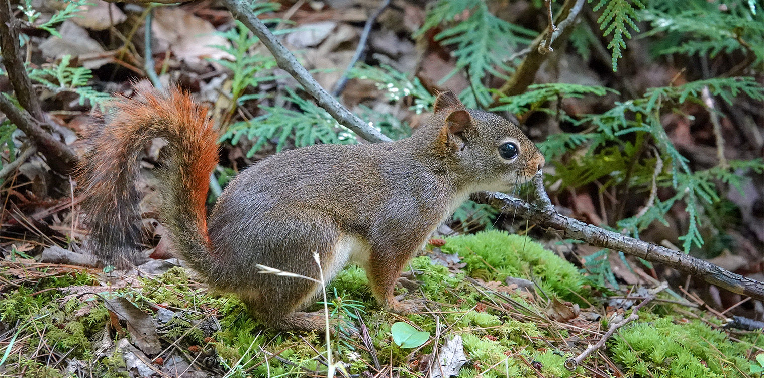 Mammals of the Adirondack Park: Red Squirrel (Tamiasciurus hudsonicus) on the Heart Lake Trail (15 August 2018). Click for a larger image, opening in a new window. Mammals of the Adirondack Park: Red Squirrel (Tamiasciurus hudsonicus) on the Heart Lake Trail (15 August 2018).