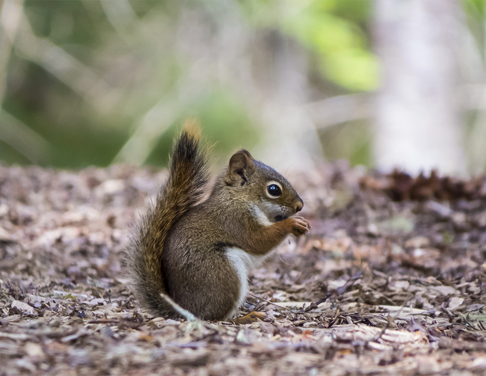 Mammals of the Adirondack Park: Red Squirrel (Tamiasciurus hudsonicus) on the Logger's Loop Trail at the Paul Smith's College VIC (29 May 2014). Click for a larger image, opening in a new window. Mammals of the Adirondack Park: Red Squirrel (Tamiasciurus hudsonicus) on the Logger's Loop Trail at the Paul Smith's College VIC (29 May 2014).