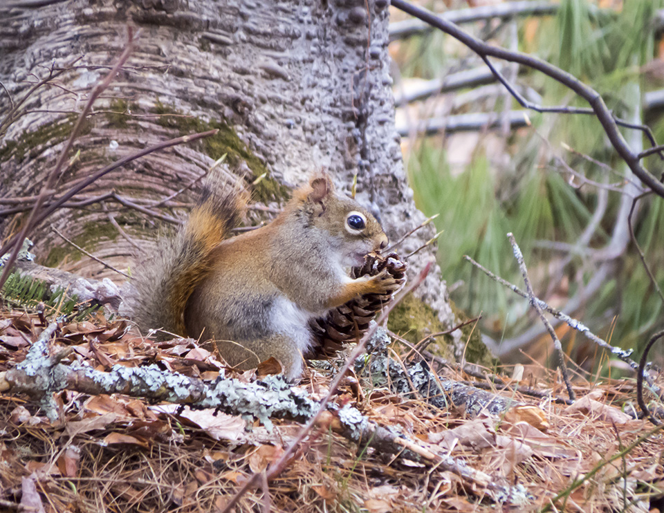 Mammals of the Adirondacks: Red Squirrel on the Logger's Loop Trail (5 May 2015). Click for a larger image opening in a new window. Mammals of the Adirondacks: Red Squirrel on the Logger's Loop Trail (5 May 2015).