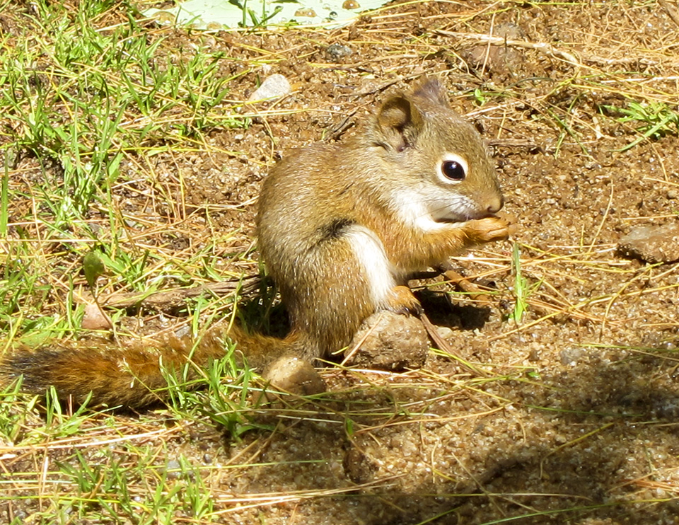 Mammals of the Adirondack Park: Young Red Squirrel (Tamiasciurus hudsonicus) at the Paul Smith's College VIC (9 June 2012). Click for a larger image, opening in a new window. Mammals of the Adirondack Park: Young Red Squirrel (Tamiasciurus hudsonicus) at the Paul Smith's College VIC (9 June 2012).