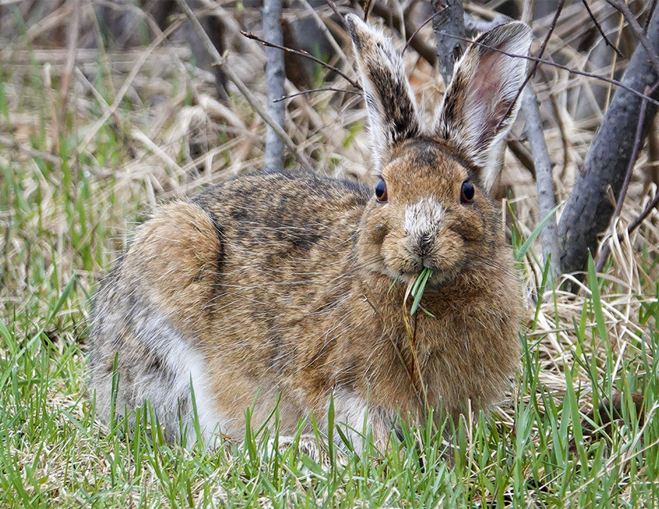 Adirondack Mammals: Snowshoe Hare (Lepus americanus) at John Brown Farm (5 May 2018). Click for a larger image, opening in a new window. Adirondack Mammals: Snowshoe Hare (Lepus americanus) at John Brown Farm (5 May 2018).