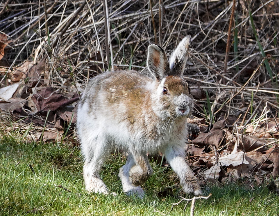 Mammals of the Adirondack Park: Snowshoe Hare (Lepus amiercanus) at John Brown Farm (8 May 2018). Click for a larger imager, opening in a new window. Mammals of the Adirondack Park: Snowshoe Hare (Lepus amiercanus) at John Brown Farm (8 May 2018).