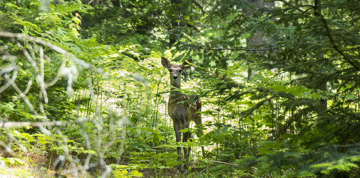 Mammals of the Adirondack Park: White-tailed Deer on the Heron Marsh Trail (18 June 2013)