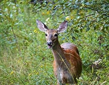 Adirondack Mammals: White-tailed Deer (Odocoileus virginianus) at the Lake Colby Railroad Tracks (12 August 2020).