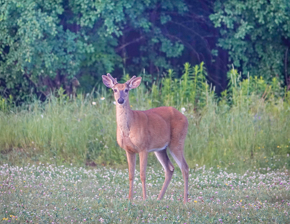 Adirondack Mammals: White-tailed Deer at the Cemetery Road Wetlands (25 June 2018). Adirondack Mammals: White-tailed Deer at the Cemetery Road Wetlands (25 June 2018).