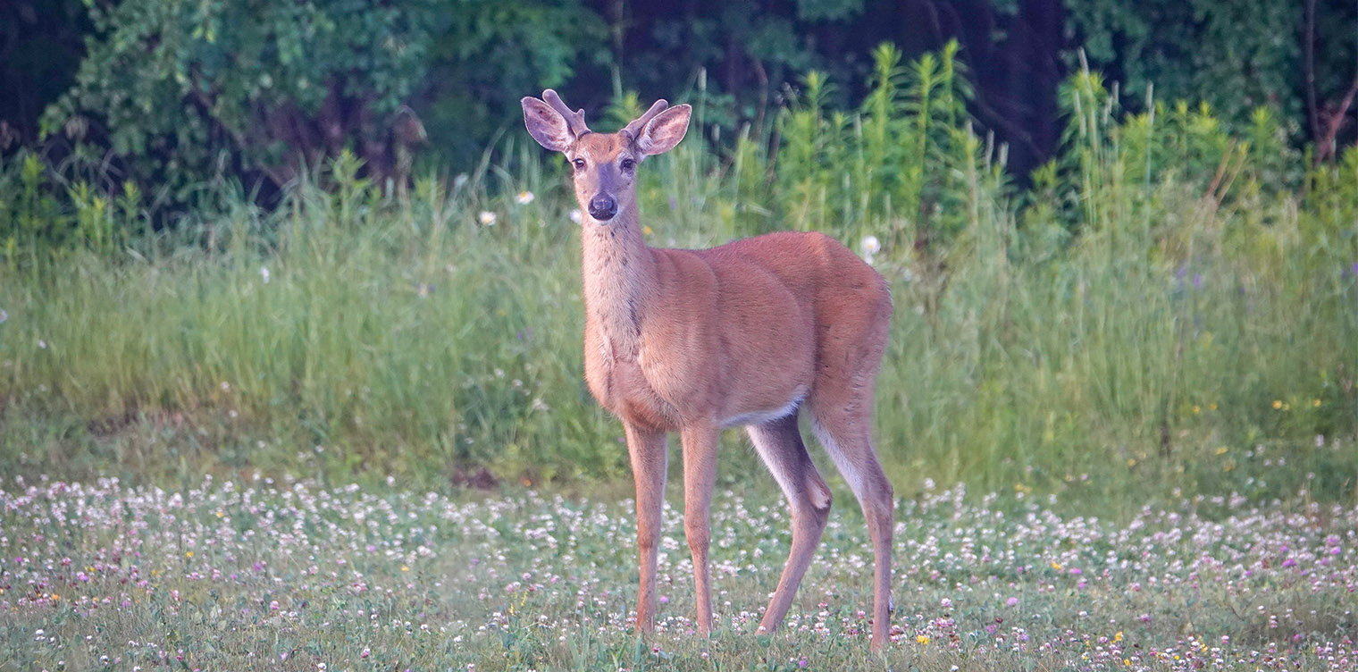 Mammals of the Adirondack Park: White-tailed Deer (Odocoileus virginianus) at the Cemetery Road Wetlands (25 June 2018). Click for a larger image, opening in a new window. Mammals of the Adirondack Park: White-tailed Deer (Odocoileus virginianus) at the Cemetery Road Wetlands (25 June 2018).