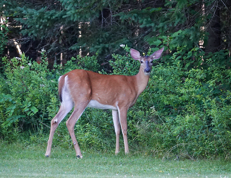 Mammals of the Adirondack Park: White-tailed Deer (Odocoileus virginianus) near Lake Placid in Essex County (20 July 2020). Click for a new image, opening in a new window. Mammals of the Adirondack Park: White-tailed Deer (Odocoileus virginianus) near Lake Placid in Essex County (20 July 2020).