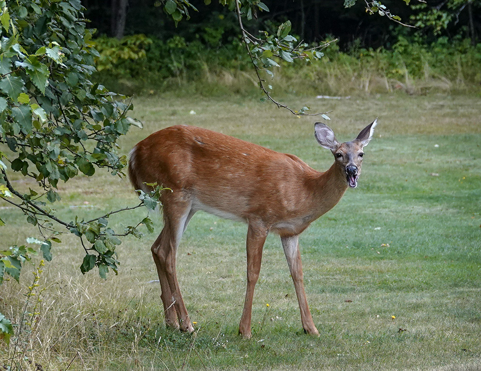 Mammals of the Adirondack Park: White-tailed Deer (Odocoileus virginianus) near Lake Placid in Essex County (29 August 2018). Click for a larger image, opening in a new window. Mammals of the Adirondack Park: White-tailed Deer (Odocoileus virginianus) near Lake Placid in Essex County (29 August 2018).