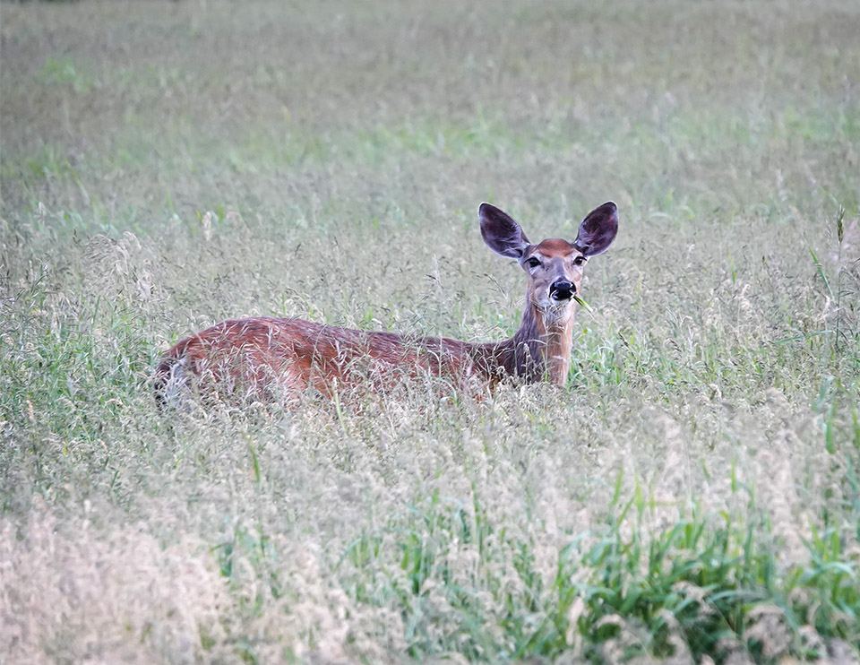 Mammals of the Adirondack Park: White-tailed Deer (Odocoileus virginianus) on the Heaven Hill Trails (22 June 2018). Click for a larger image, opening in a new window. Mammals of the Adirondack Park: White-tailed Deer (Odocoileus virginianus) on the Heaven Hill Trails (22 June 2018).