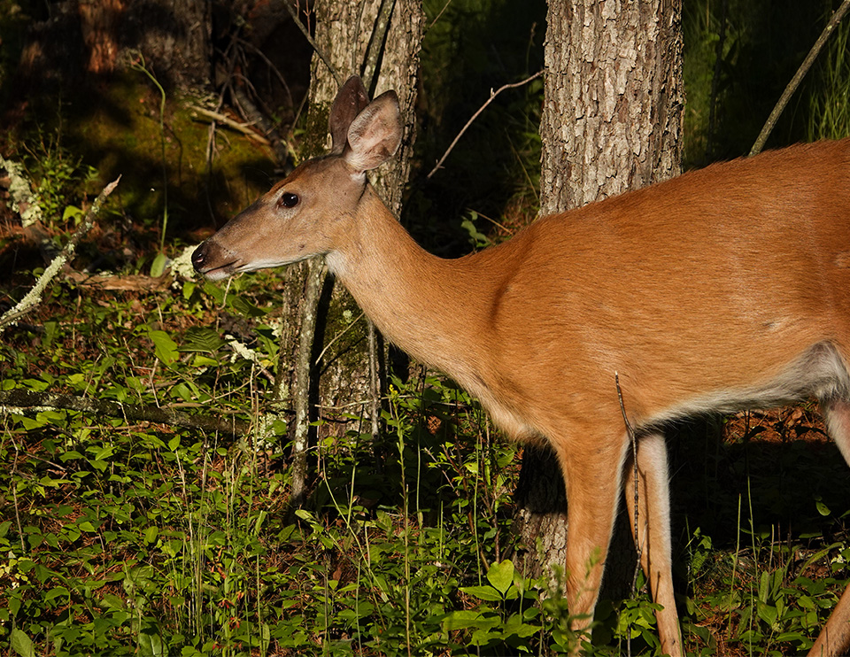 Mammals of the Adirondack Park: White-tailed Deer (Odocoileus virginianus) on Hulls Falls Road (30 July 2018). Click for a larger image, opening in a new window. Mammals of the Adirondack Park: White-tailed Deer (Odocoileus virginianus) on Hulls Falls Road (30 July 2018).