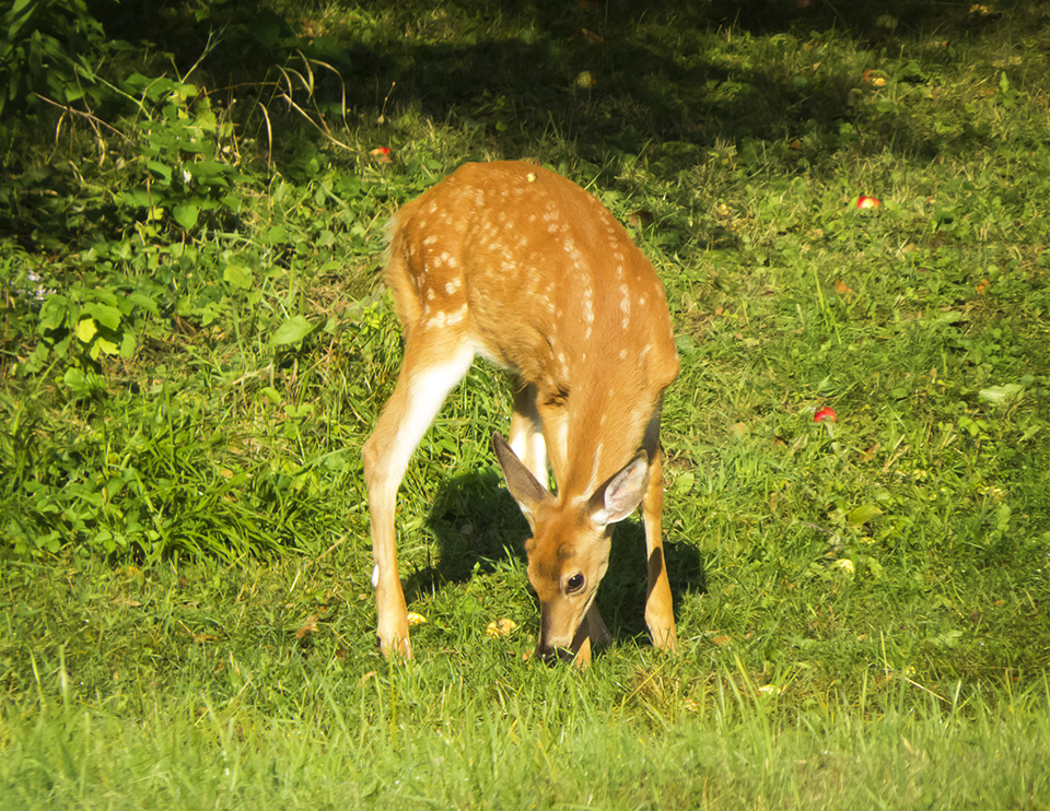 Mammals of the Adirondack Park: White-tailed Deer near Jay, Essex County (11 September 2018). Click for a larger image, opening in a new window. Mammals of the Adirondack Park: White-tailed Deer near Jay, Essex County (11 September 2018).