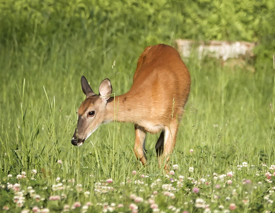 Mammals of the Adirondack Park: White-tailed Deer (Odocoileus virginianus) near Keene Valley in Essex County (12 June 2018). Click for a larger image, opening in a new window. Mammals of the Adirondack Park: White-tailed Deer (Odocoileus virginianus) near Keene Valley in Essex County (12 June 2018).