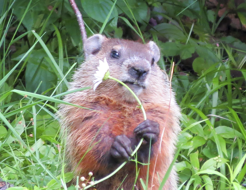 Mammals of the Adirondack Park: Woodchuck (Marmota monax) showing off its orange shading while foraging near Craig Wood Golf Club (2 July 2014). Click for a larger image, opening in a new window. Mammals of the Adirondack Park: Woodchuck (Marmota monax) showing off its orange shading while foraging near Craig Wood Golf Club (2 July 2014).