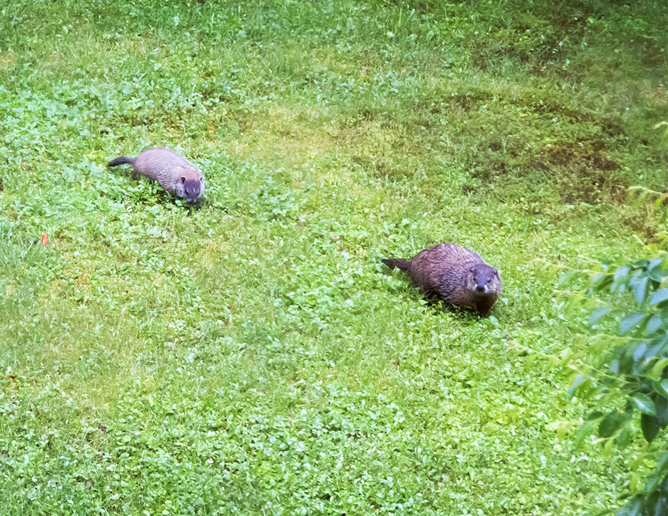 Mammals of the Adirondack Park: Adult Woodchuck and young (Marmota monax) near Craig Wood Golf Club (3 July 2014). Click for a larger image, opening in a new window. Mammals of the Adirondack Park: Adult Woodchuck and young (Marmota monax) near Craig Wood Golf Club (3 July 2014).