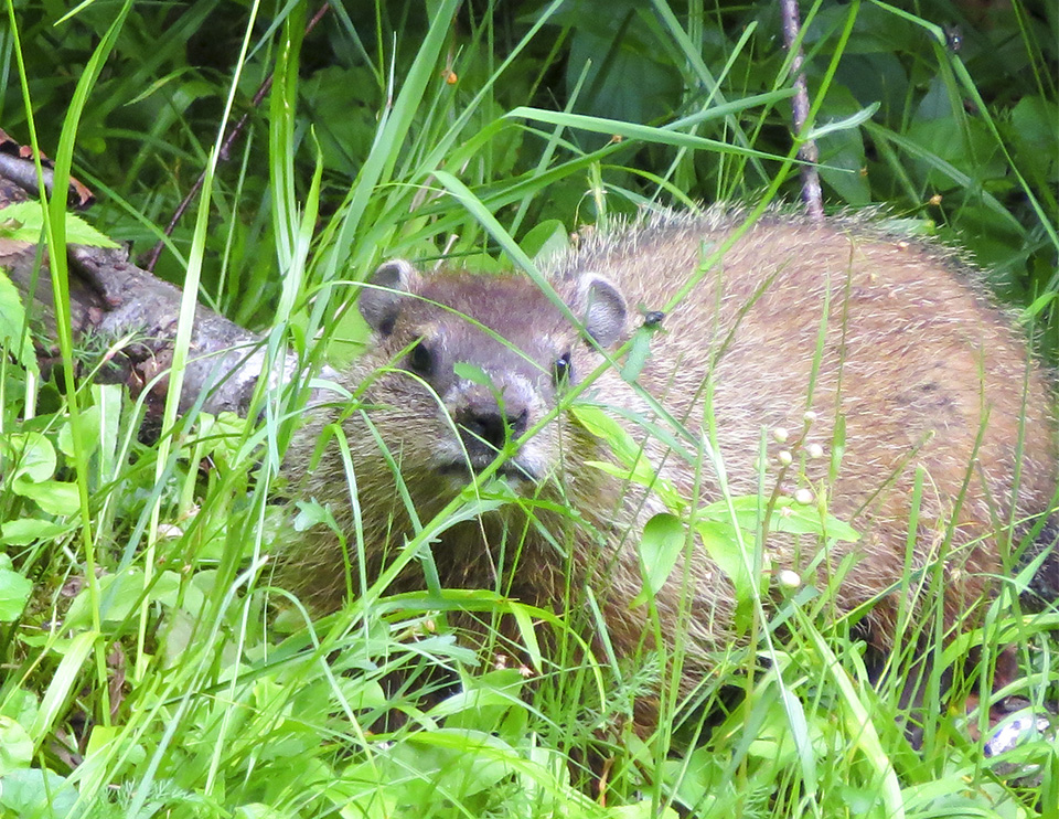 Mammals of the Adirondack Park: Woodchuck (Marmota monax) foraging midmorning near Craig Wood Golf Club (2 July 2014). Click for a larger image, opening in a new window. Mammals of the Adirondack Park: Woodchuck (Marmota monax) foraging midmorning near Craig Wood Golf Club (2 July 2014).