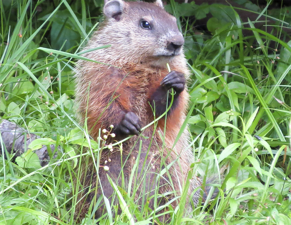 Mammals of the Adirondack Park: Woodchuck (Marmota monax) foraging on the edge of a mixed forest near Craig Wood Golf Club (2 July 2014). Click for a larger image, opening in a new window. Mammals of the Adirondack Park: Woodchuck (Marmota monax) foraging on the edge of a mixed forest near Craig Wood Golf Club (2 July 2014).