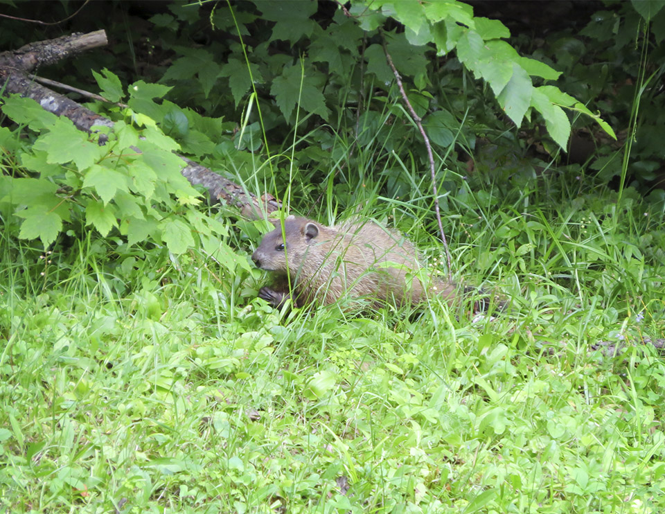 Mammals of the Adirondack Park: Woodchuck (Marmota monax) foraging near its burrow near Craig Wood Golf Club (2 July 2014). Click for a larger image, opening in a new window. Mammals of the Adirondack Park: Woodchuck (Marmota monax) foraging near its burrow near Craig Wood Golf Club (2 July 2014).