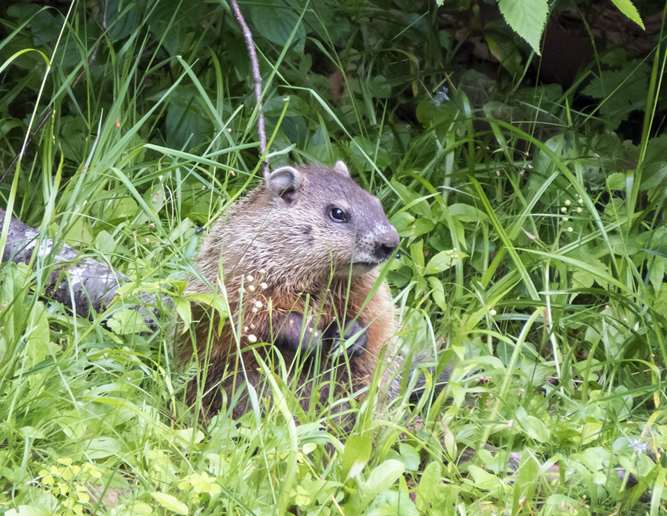 Mammals of the Adirondack Park: Woodchuck (Marmota monax) near Craig Wood Golf Club (2 July 2014). Click for a larger image, opening in a new window. Mammals of the Adirondack Park: Woodchuck (Marmota monax) near Craig Wood Golf Club (2 July 2014).