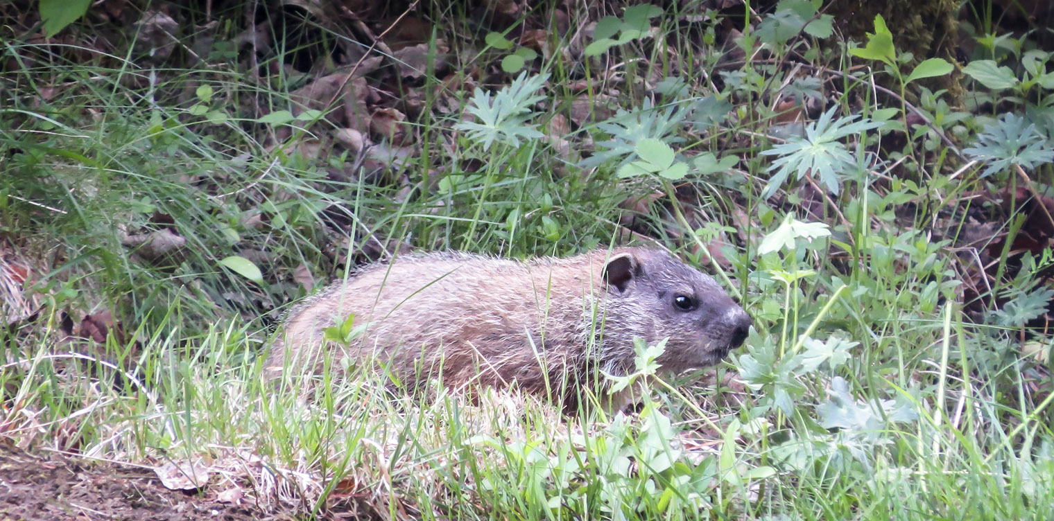 Mammals of the Adirondack Park: Woodchuck (Marmota monax) on the edge of a fairway at Craig Wood Golf Club (10 June 2014). Click for a larger image, opening in a new window. Mammals of the Adirondack Park: Woodchuck (Marmota monax) on the edge of a fairway at Craig Wood Golf Club (10 June 2014).