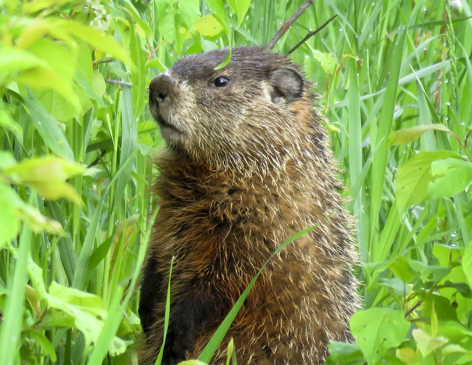 Mammals of the Adirondack Park: Woodchuck (Marmota monax) on the Big Field Loop at Heaven Hill (4 June 2017). Click for a larger image, opening in a new window. Mammals of the Adirondack Park: Woodchuck (Marmota monax) on the Big Field Loop at Heaven Hill (4 June 2017).