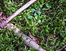 Adirondack Moss: Schreber's Big Red Stem Moss (Pleurozium schreberi) on the Boreal Life Trail (1 September 2012)
