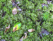 Adirondack Moss: Stair-step Moss (Hylocomium splendens) on the Boreal Life Trail (1 September 2012)