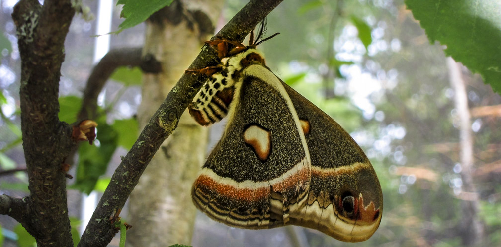 Moths of the Adirondack Park: Cecropia Silkmoth at the Paul Smiths VIC Native Species Butterfly House (16 June 2012). Moths of the Adirondack Park: Cecropia Silkmoth at the Paul Smiths VIC Native Species Butterfly House (16 June 2012).