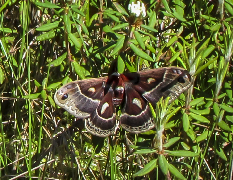 Trees of the Adirondacks: Columbia Silkmoth on Barnum Bog (3 June 2011). Click for a larger image, opening in a new window. Trees of the Adirondacks: Columbia Silkmoth on Barnum Bog (3 June 2011).