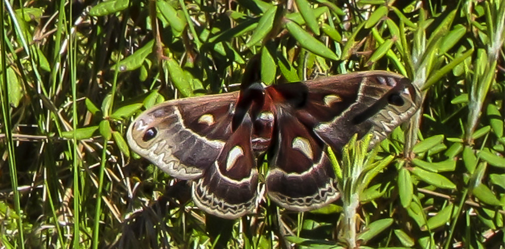Moths of the Adirondack Park: Columbia Silkmoth on Barnum Bog (3 June 2011). Click for a larger image, opening in a new window. Moths of the Adirondack Park: Columbia Silkmoth on Barnum Bog (3 June 2011).