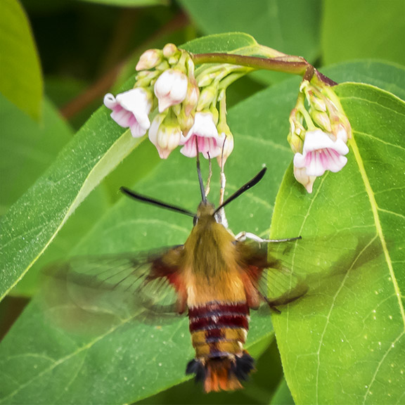 Adirondack Moths: Hummingbird Clearwing nectaring on Spreading Dogbane at the Paul Smiths VIC (21 June 2014). Click for a larger image, opening in a new window. Adirondack Moths: Hummingbird Clearwing nectaring on Spreading Dogbane at the Paul Smiths VIC (21 June 2014)