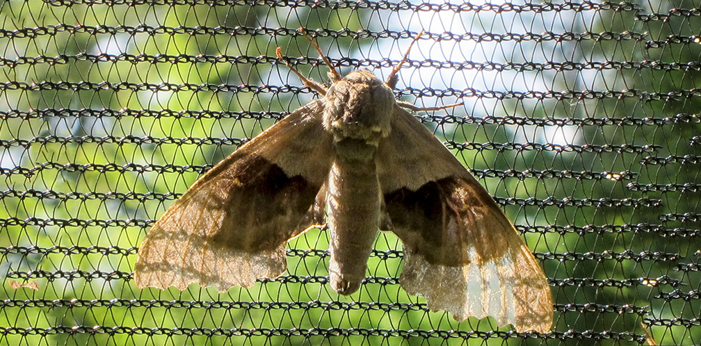 Moths of the Adirondack Park: Modest Sphinx at the Paul Smiths VIC Native Species Butterfly House (9 June 2012). 