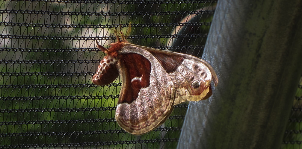 Moths of the Adirondack Park: Promethea Silkmoth at the Paul Smiths VIC Native Species Butterfly House (16 June 2012). 