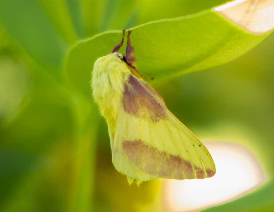 Butterflies and Moths of the Adirondacks: Rosy Maple Moth at the Paul Smith's College VIC (15 July 2013). Click for a larger image, opening in a new window. Butterflies and Moths of the Adirondacks: Rosy Maple Moth at the Paul Smith's College VIC (15 July 2013). Click for a larger image, opening in a new window.