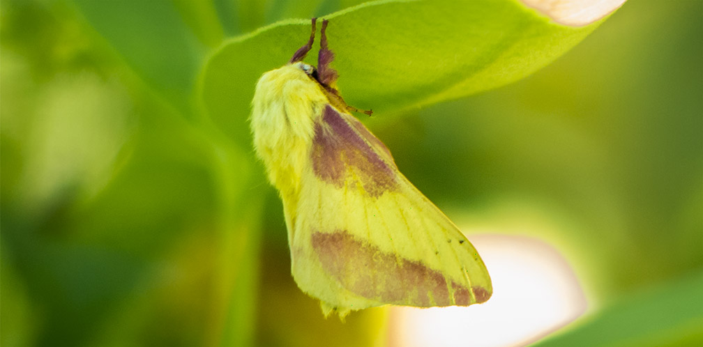 Moths of the Adirondack Park: Rosy Maple Moth at the Paul Smiths VIC Native Species Butterfly House (15 July 2013).