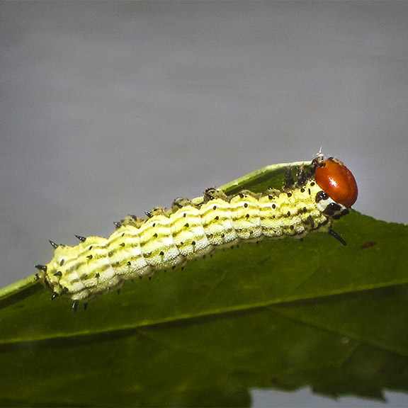 Moths of the Adirondack Park: Rosy Maple Moth caterpillar at the Paul Smiths VIC Native Species Butterfly House (18 July 2012).