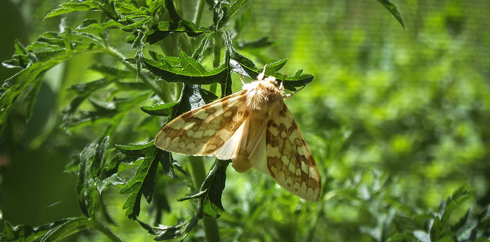 Moths of the Adirondack Park: Spotted Tussock Moth at the Paul Smiths VIC Native Species Butterfly House (20 June 2013).